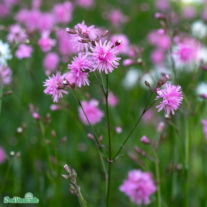 Lychnis flos-cuculi 'Petite Jenny' A-kval