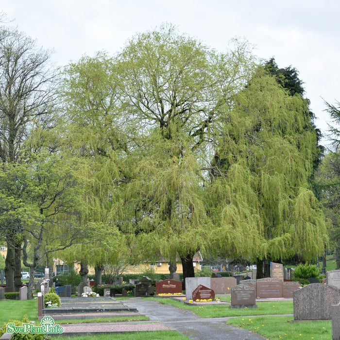 Salix x pendulina 'Elegantissima' Ungträd 200-250cm Co