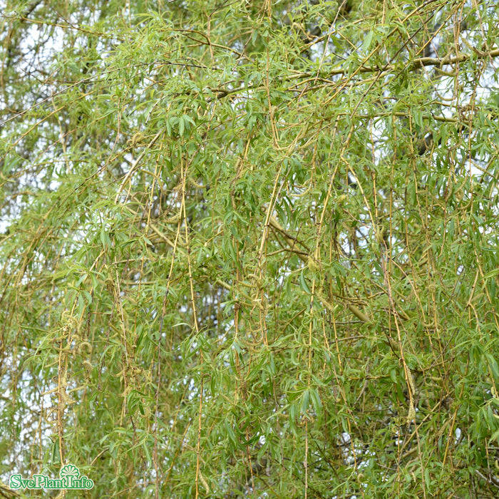 Salix x pendulina 'Elegantissima' Ungträd 200-250cm Co