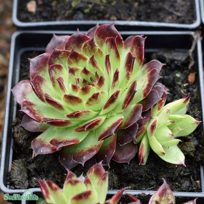 Sempervivum calcareum 'Guillaumes' A-kval