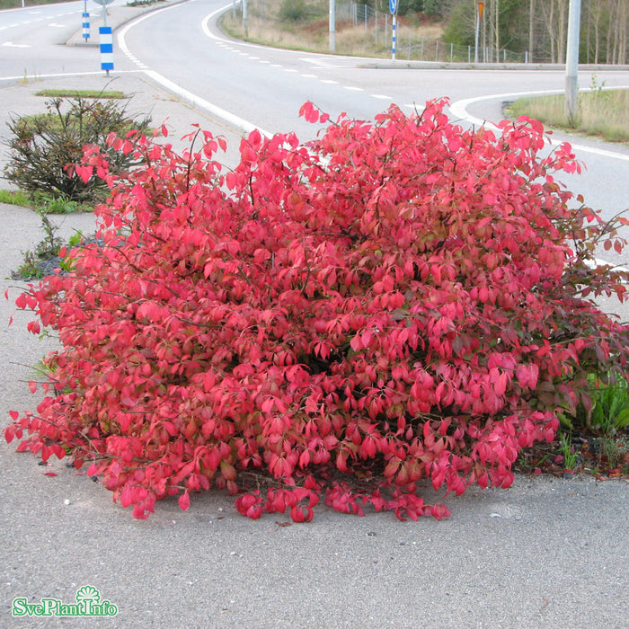 Euonymus alatus Solitär Kl 100-125cm