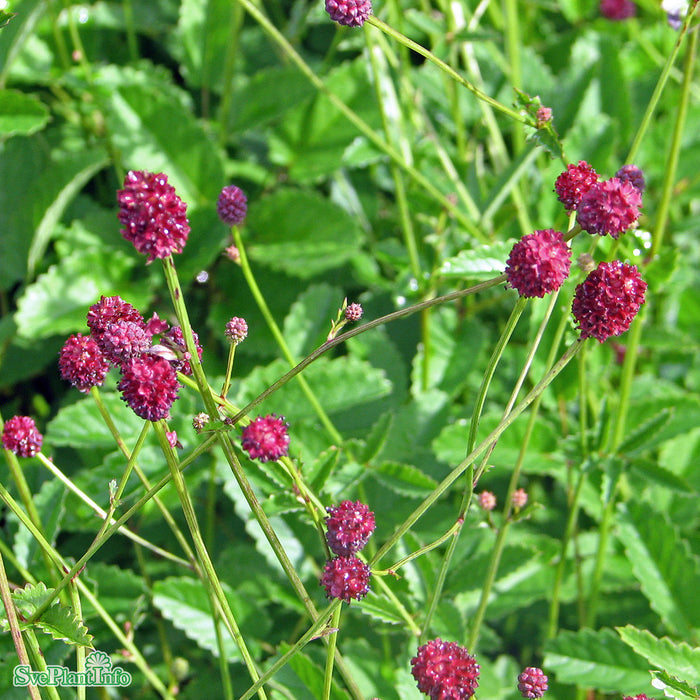 Sanguisorba officinalis 'Tanna' A-kval