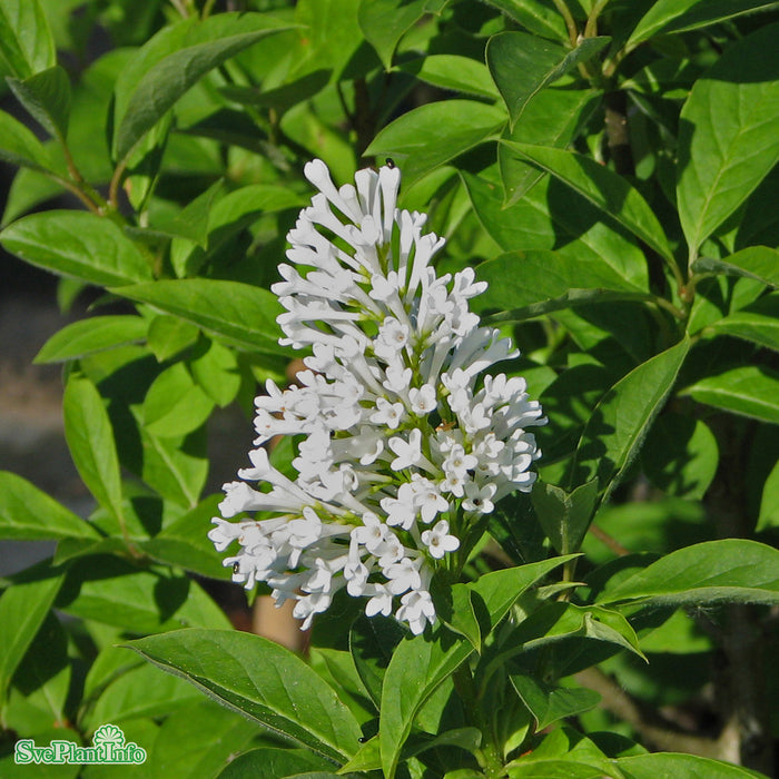 Syringa josikaea 'Holger' C5