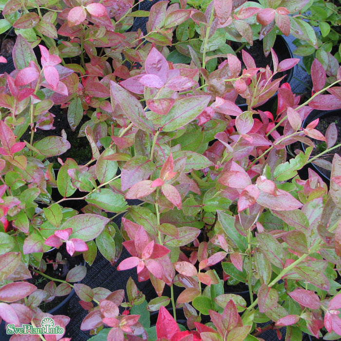 Vaccinium (Angustifolium) 'Oskar' C2