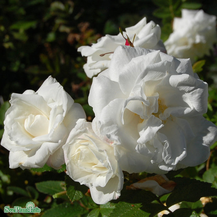 Rosa 'Marie Bugnet' A kval C4