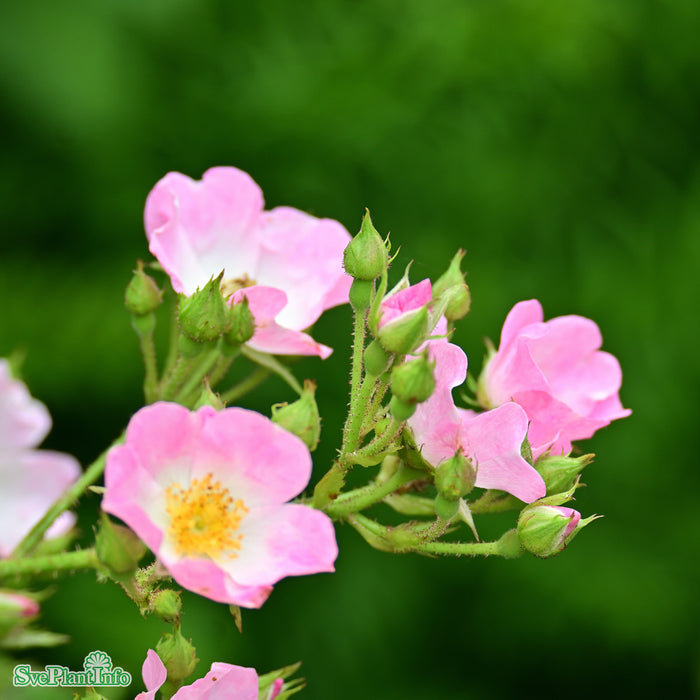 Rosa 'Ballerina' A kval C4