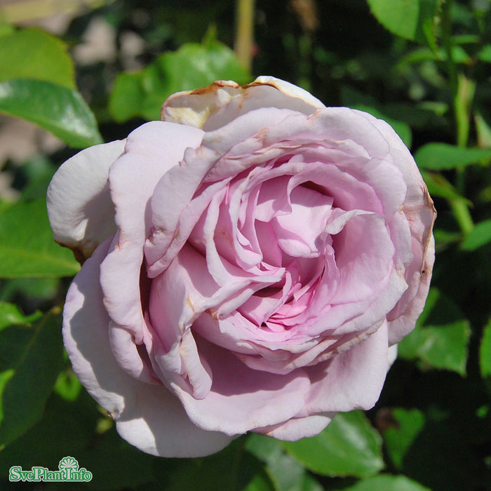 Rosa 'Bering Renaissance' A kval C4