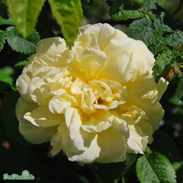 Rosa rugosa 'Agnes' A kval C4