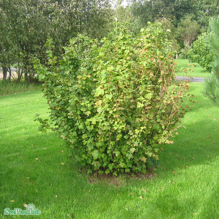 Ribes sanguineum 'King Edward' Solitär C12 100-125cm