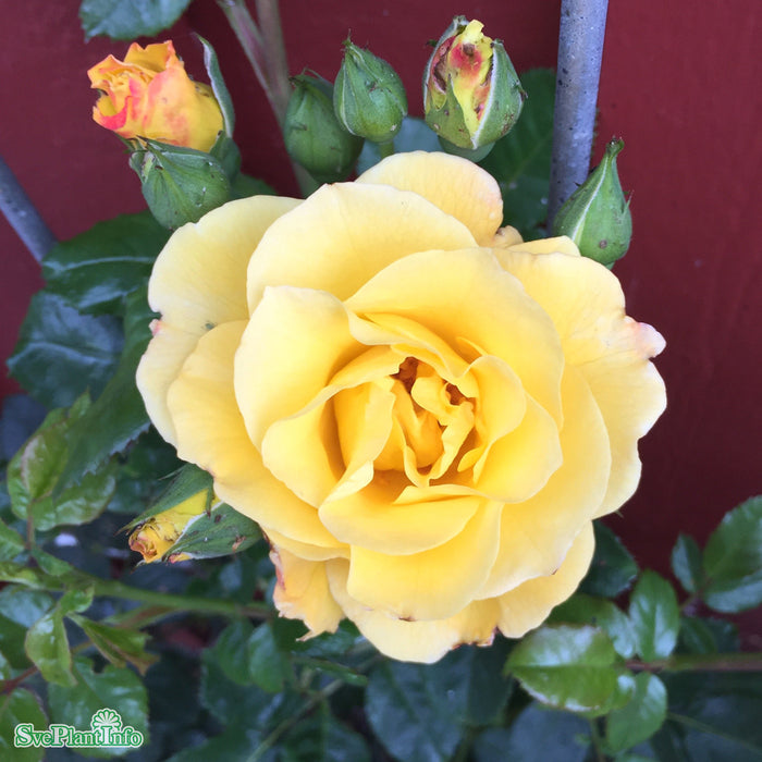 Rosa 'Lichtkönigin Lucia' A kval C4