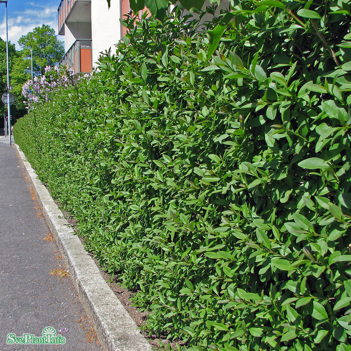 Ligustrum vulgare Solitär 125-150cm