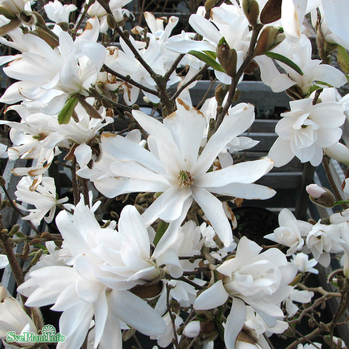Magnolia stellata 'Royal Star' Solitär C10 80-100cm