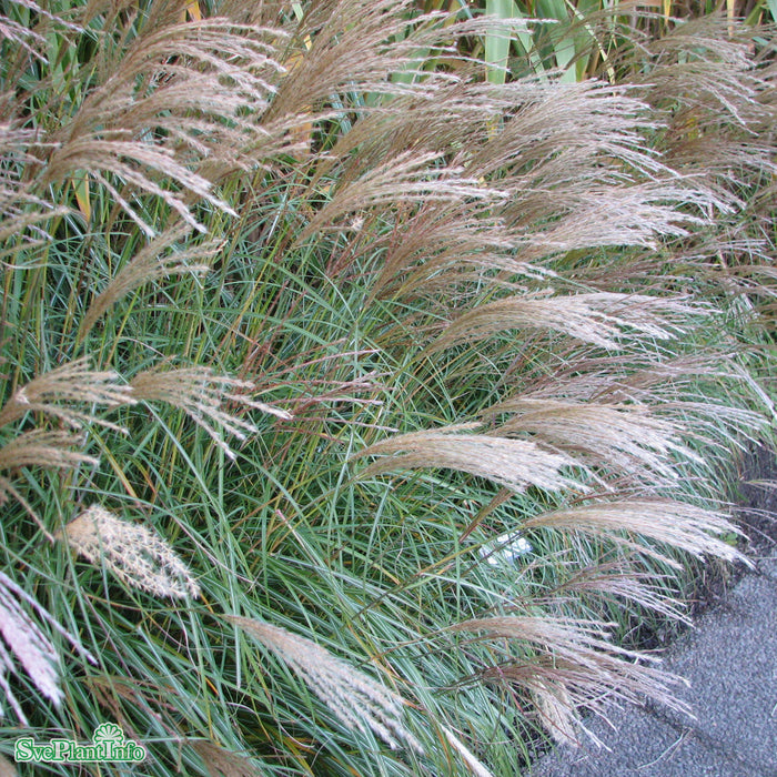 Miscanthus sinensis 'Yaku-jima' A-kval C2