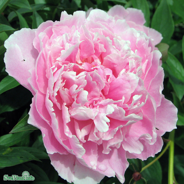 Paeonia lactiflora 'Sarah Bernhardt' A-kval C4