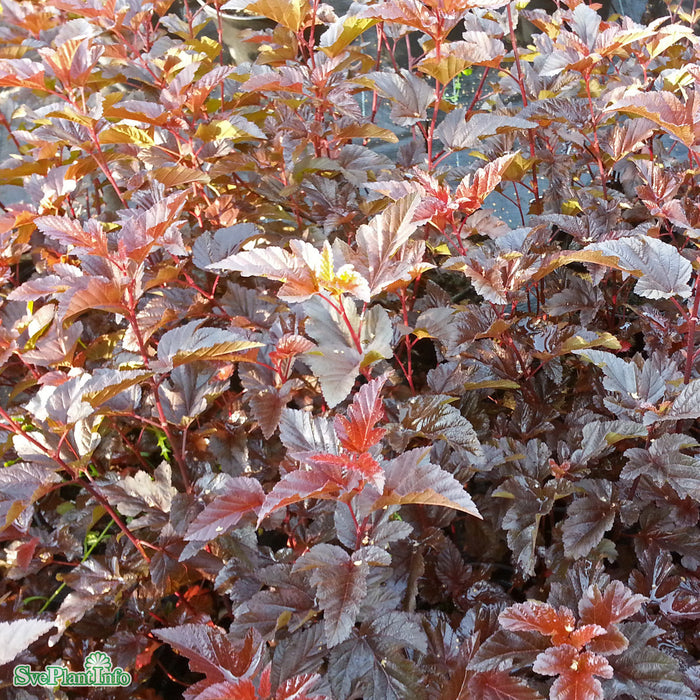 Physocarpus opulifolius 'Lady in Red' Solitär C10 80-100cm