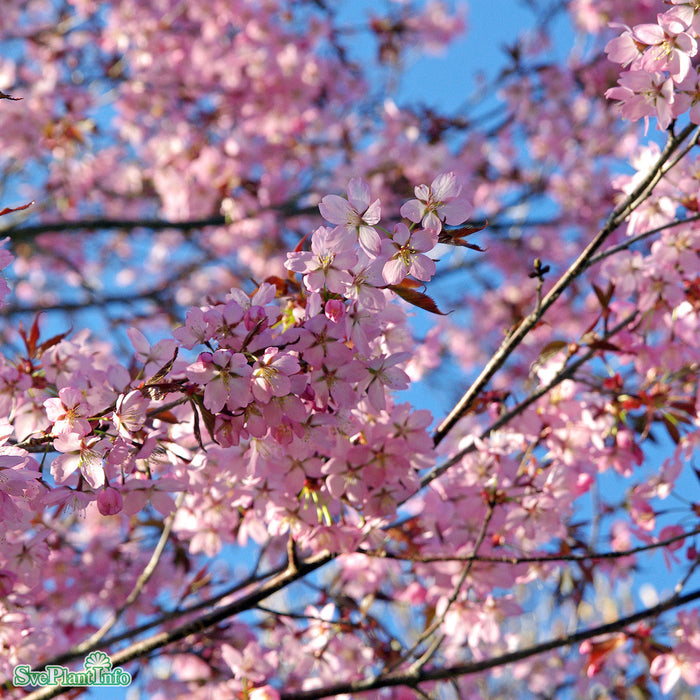 Prunus sargentii Solitär Kl 200-250cm