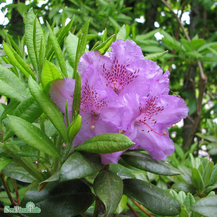 Rhododendron (cataw.) 'Catawbiense Grandiflorum' Solitär C10 70-80cm
