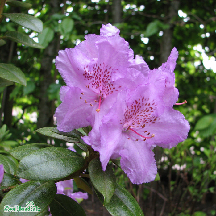 Rhododendron 'Catawbiense Grandiflorum' Solitär Kl B 80-90cm