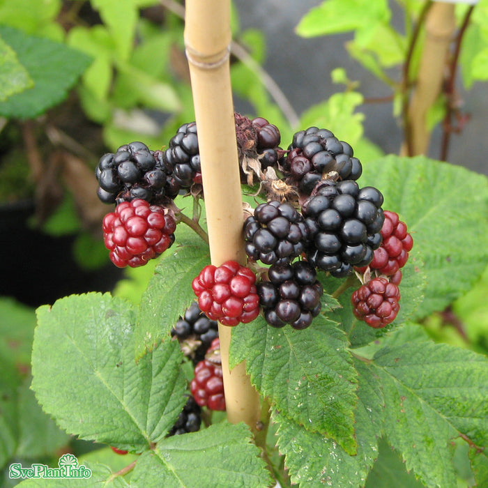 Rubus (Björnbär) 'Black Satin' A-kval C2