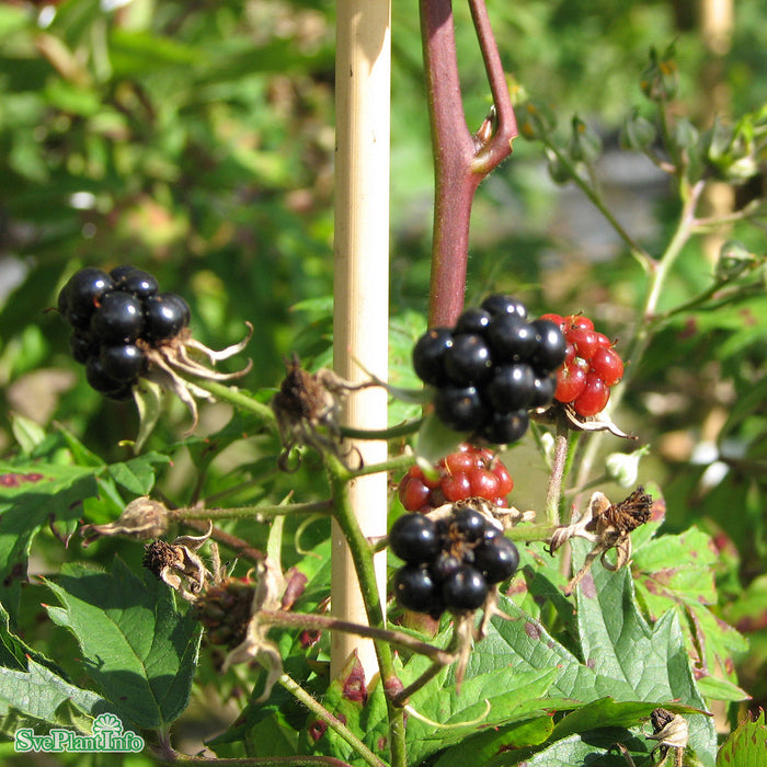 Rubus laciniatus 'Thornless Evergreen' A-kval C2