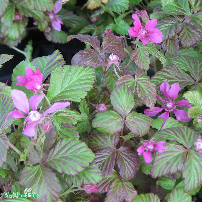 Rubus arcticus 'Linda' A-kval