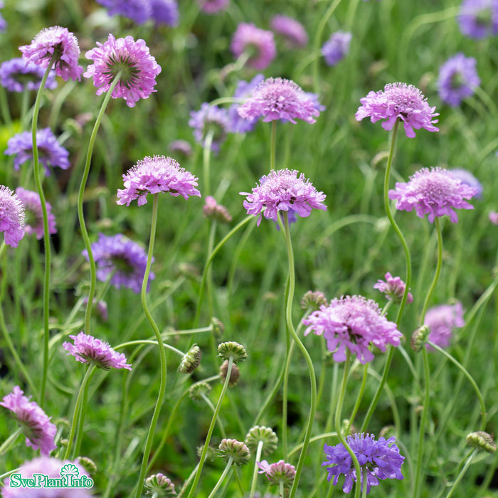 Scabiosa columbaria 'Butterfly Blue' A-kval