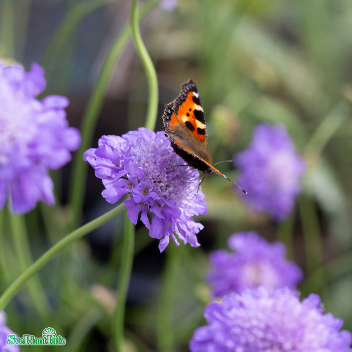 Scabiosa columbaria 'Butterfly Blue' A-kval