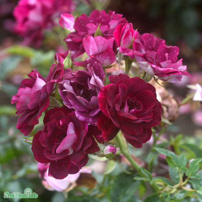 Rosa 'Burgundy Ice' A kval C4