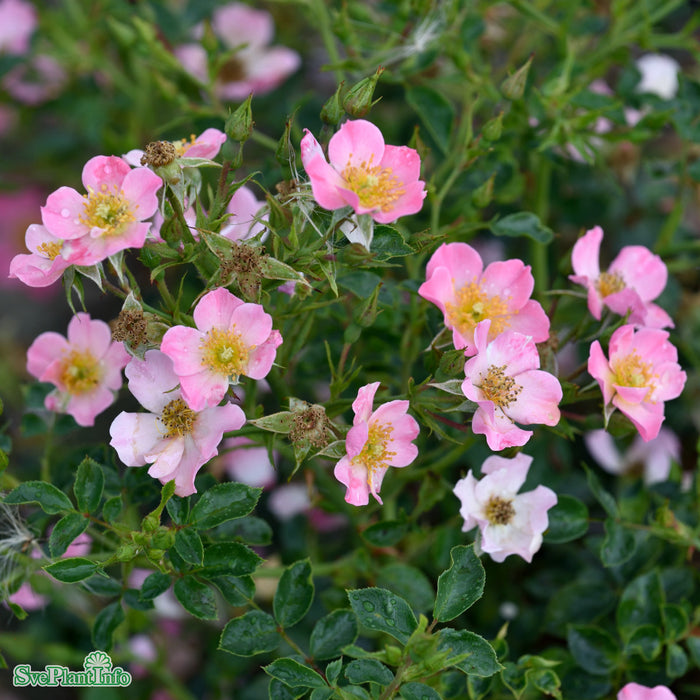 Rosa 'Pink Cover' A kval C4