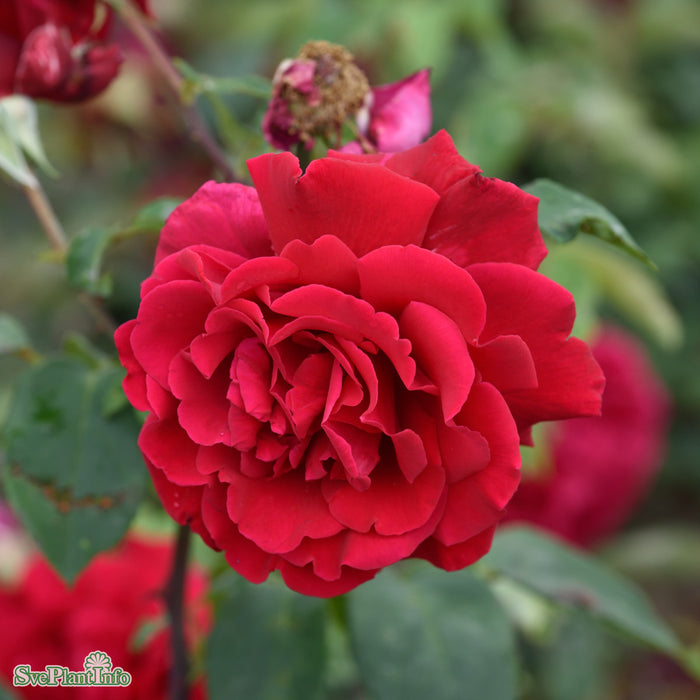 Rosa 'Erotika' A kval C4