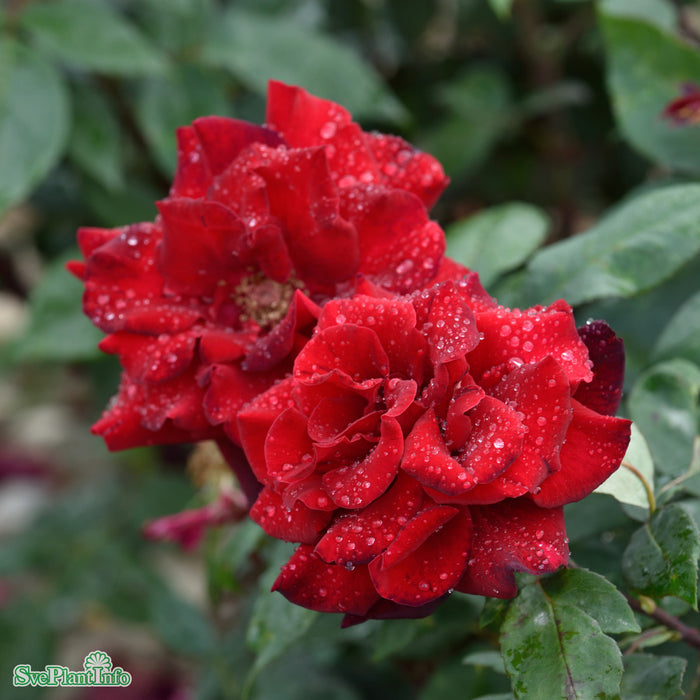 Rosa 'Barkarole' A kval C4