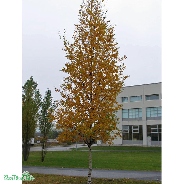 Betula pendula fk Julita E Ungträd 200-250 cm Co