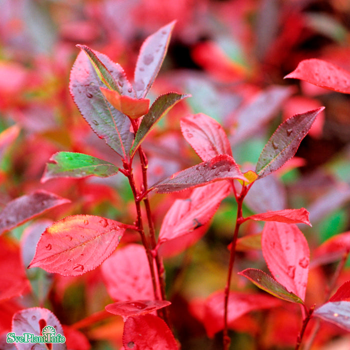 Aronia melanocarpa 'Glorie' E C3,5
