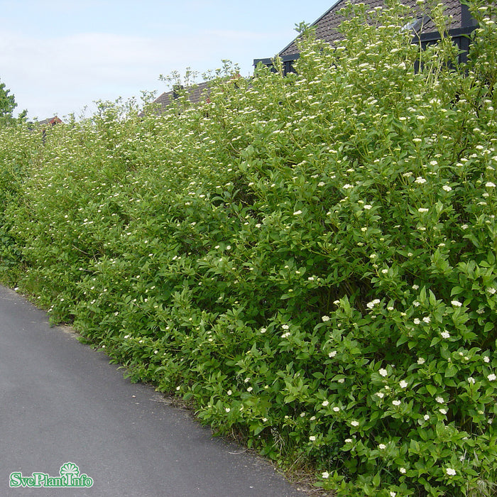 Cornus sericea 'Flaviramea' Solitär C12 100-125cm