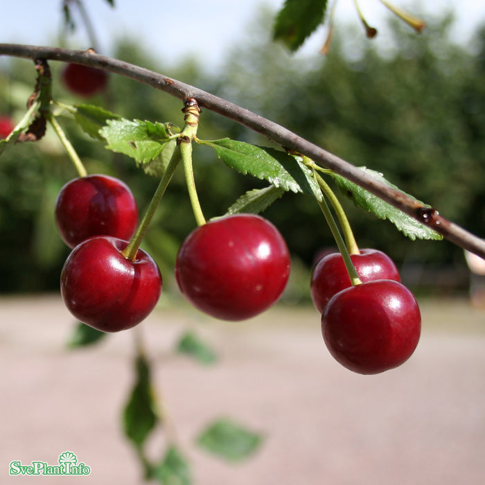 Prunus cerasus 'Fanal' E Colt Stam 2-års A-kval Co