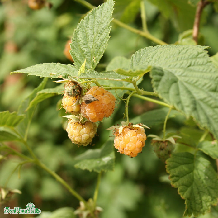 Rubus (Hallon) 'Golden Queen'  (cert) A-kval  C2