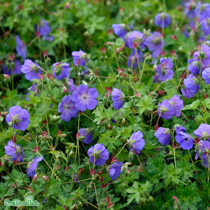 Geranium 'Rozanne' A-kval C3