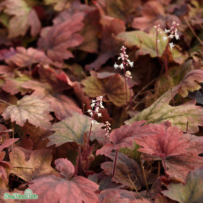 Heucherella 'Sweet Tea' A-kval