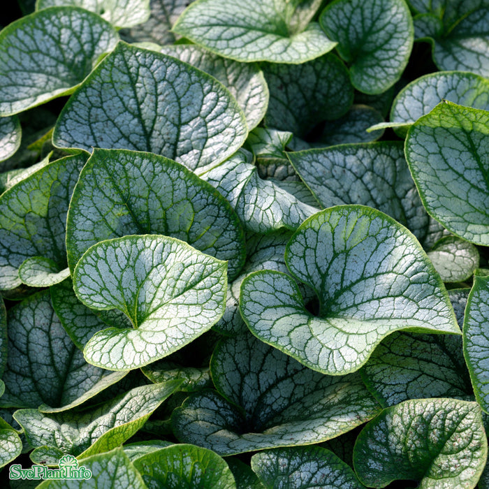 Brunnera macrophylla 'Jack Frost' A-kval