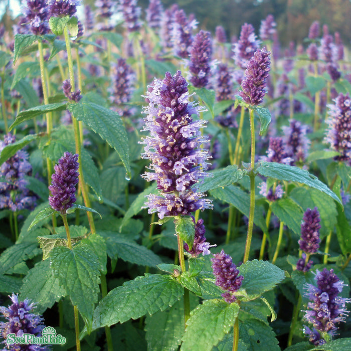 Agastache 'Black Adder' A-kval