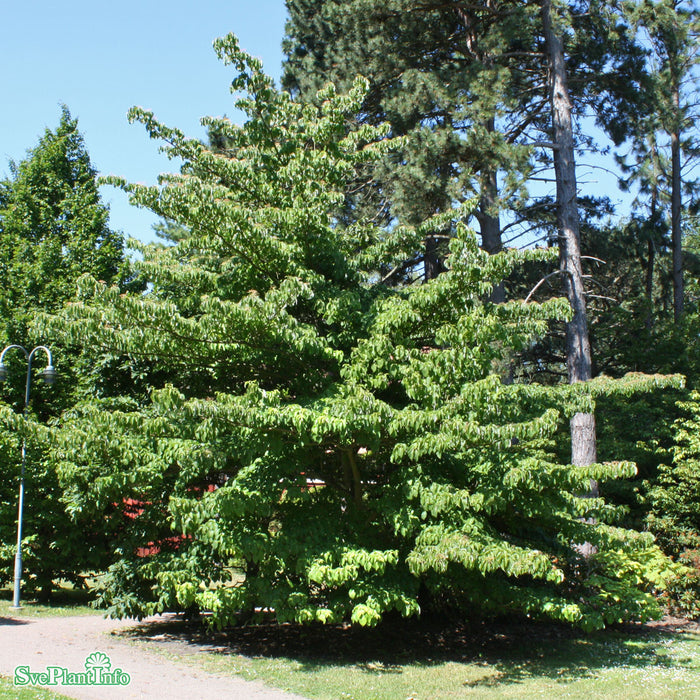 Cornus controversa Solitär C12 125-150cm