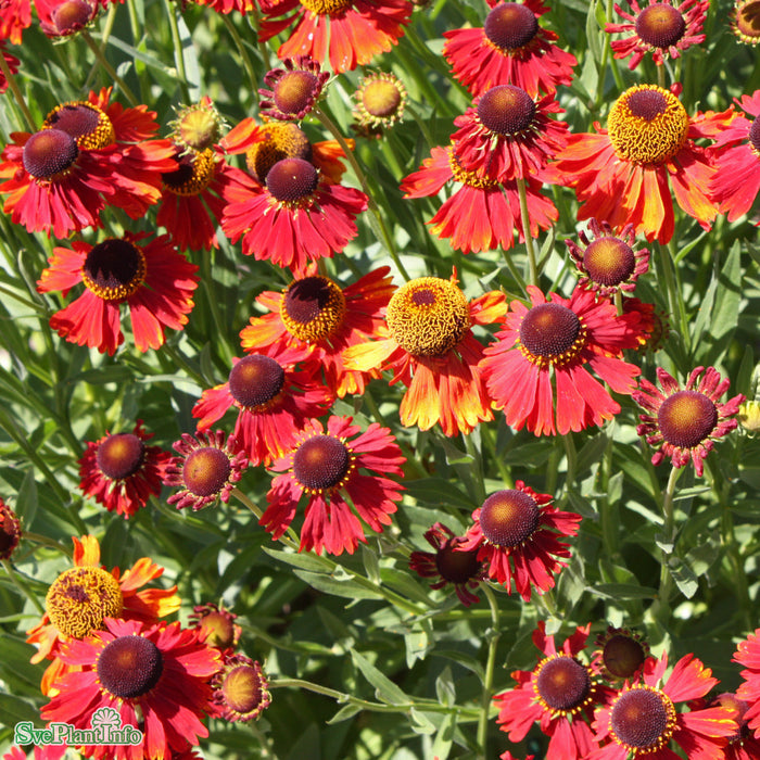 Helenium 'Moerheim Beauty' A-kval C3