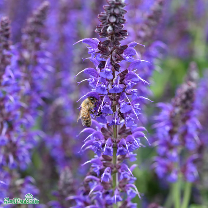 Salvia sylvestris 'Mainacht' A-kval
