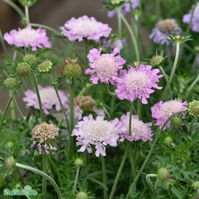 Scabiosa columbaria 'Pink Mist' A-kval