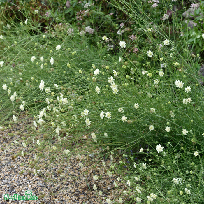 Scabiosa ochroleuca A-kval