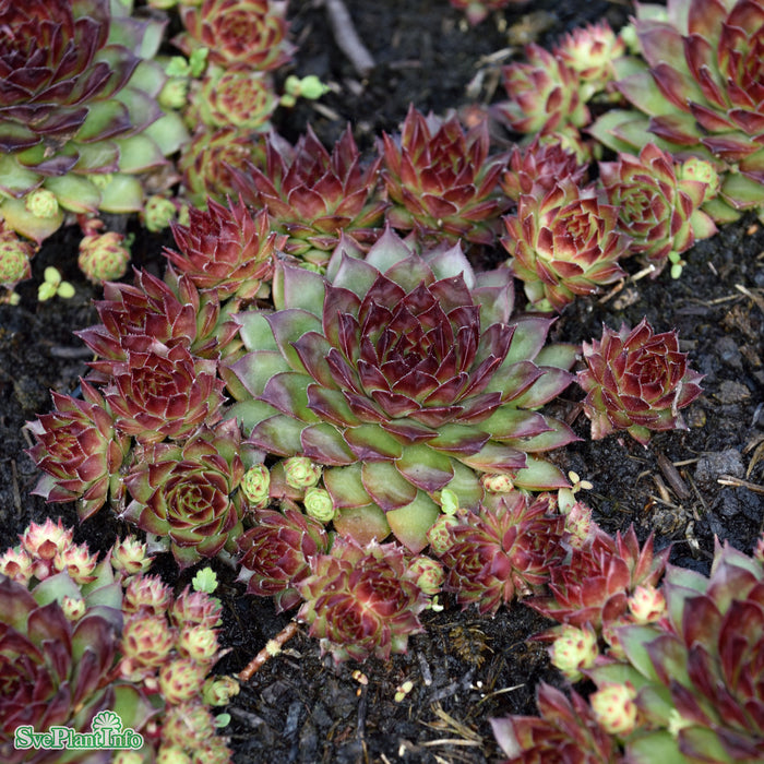 Sempervivum 'Bronco' A-kval
