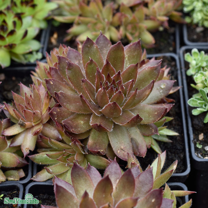 Sempervivum 'Bronze Pastel' A-kval