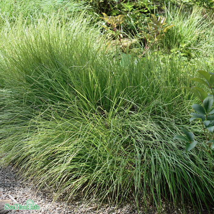 Sesleria autumnalis A-kval