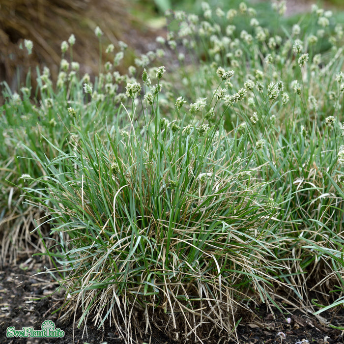 Sesleria caerulea A-kval