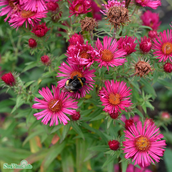 Aster novae-angliae 'Alma Pötschke' A-kval